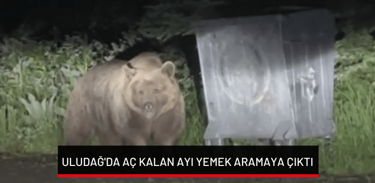 Uludağ’da aç kalan ayı yemek aramaya çıktı