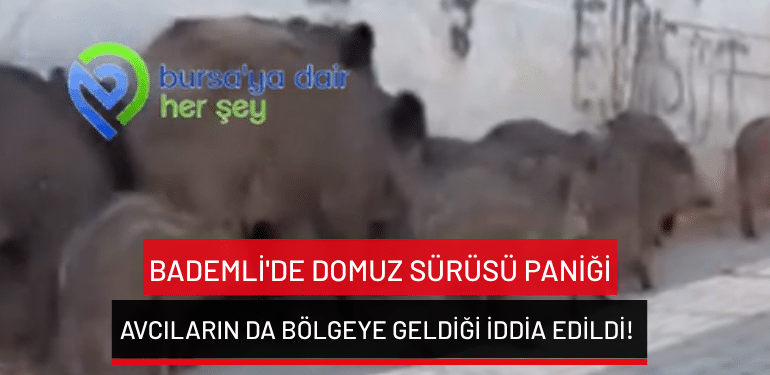 Bursa Bademli’de domuz sürüsü paniği: Avcıların da bölgeye geldiği iddia edildi!