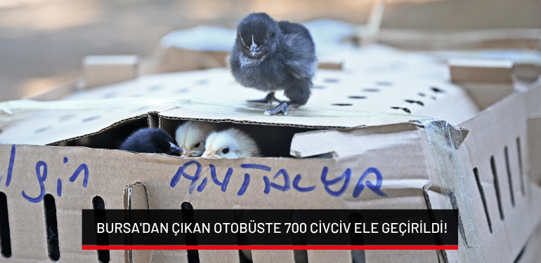 Bursa’dan çıkan otobüste 700 civciv ele geçirildi!