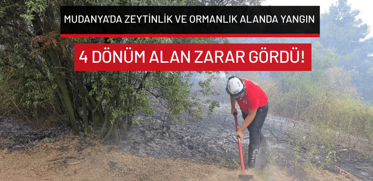 Mudanya’da zeytinlik ve ormanlık alanda yangın: 4 dönüm alan zarar gördü!