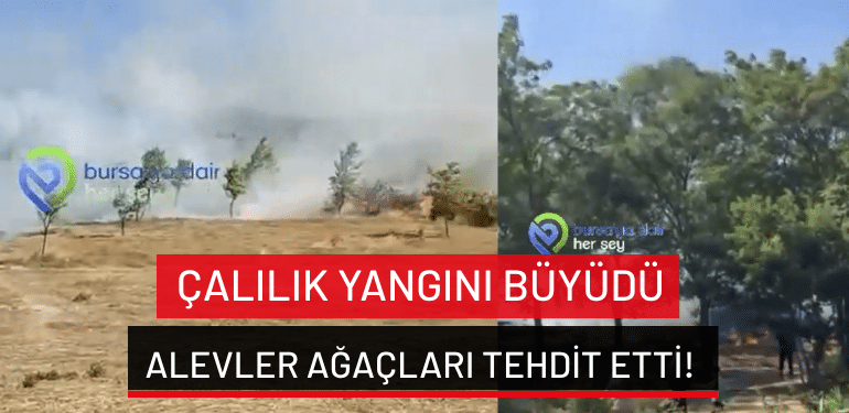 Bursa’da çalılık yangını: Alevler ağaçları tehdit etti!