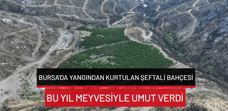 Bursa’da yangından kurtulan şeftali bahçesi bu yıl meyvesiyle umut verdi