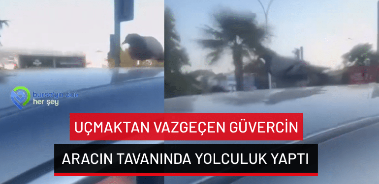 Bursa’da uçmaktan vazgeçen güvercin aracın tavanında yolculuk yaptı