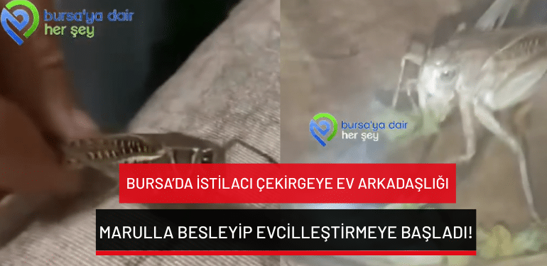 Bursa’da istilacı çekirgeye ev arkadaşlığı: Marulla besleyip evcilleştirmeye başladı!