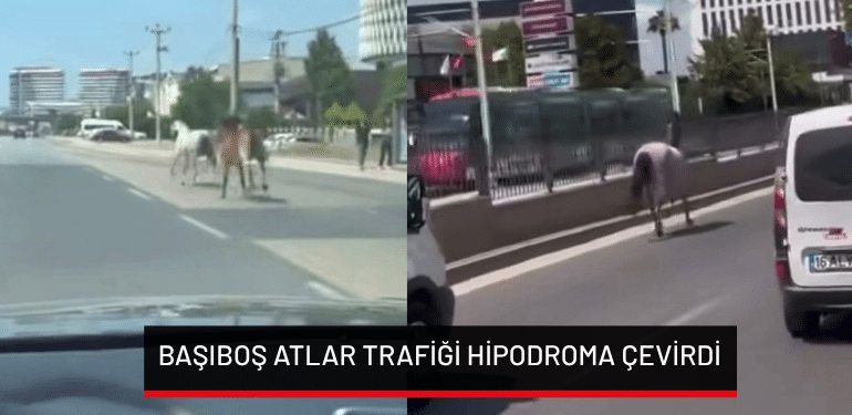 Bursa’da başıboş atlar trafiği hipodroma çevirdi