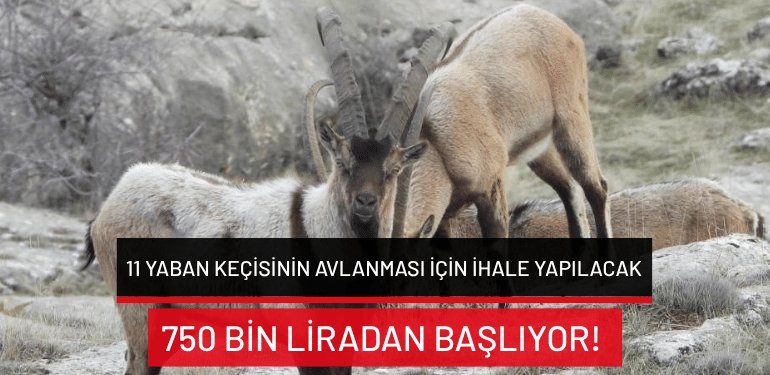 Köyceğiz’de 11 yaban keçisinin avlanması için ihale yapılacak: Muhammen bedel 750 bin liradan başlıyor!