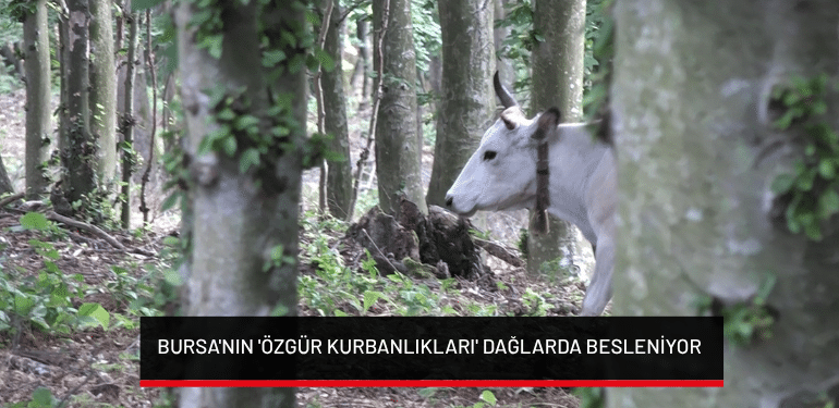Bursa’nın ‘özgür kurbanlıkları’ dağlarda besleniyor