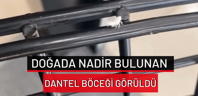 Bursa’da doğada nadir bulunan dantel böceği görüldü