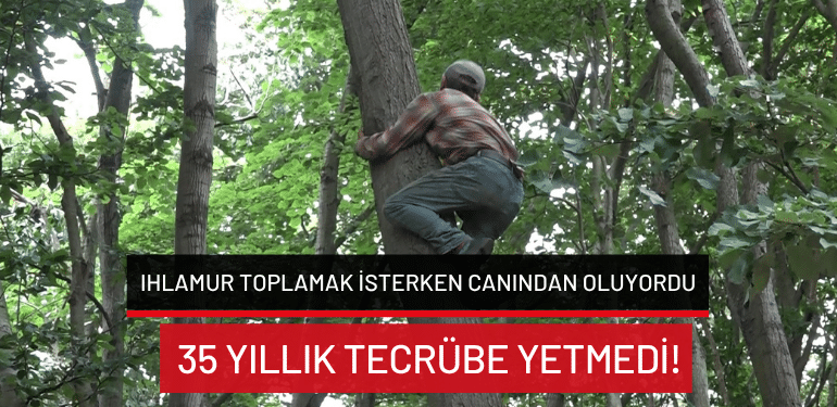 Bursa’da ıhlamur toplamak isterken canından oluyordu… 35 yıllık tecrübe yetmedi!