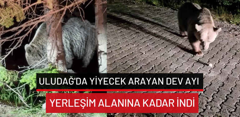 Uludağ’da yiyecek arayan dev ayı yerleşim alanına kadar indi
