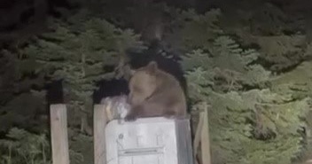 ULUDAĞ'DA AÇ KALAN AYI ÇÖPTEN YEMEK ARADI