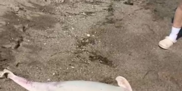 BOĞAZ'DA YUNUS ÖLÜMLERİ DEVAM EDİYOR, VATANDAŞLAR TEDİRGİN