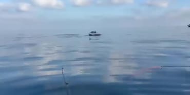YENİKÖY AÇIKLARINDA YUNUSLAR BALIKÇILARA ŞOV YAPTI