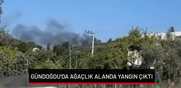 Bursa Gündoğdu’da ağaçlık alanda yangın çıktı