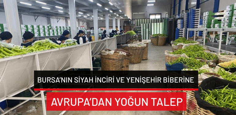Bursa’nın siyah inciri ve Yenişehir biberine Avrupa’dan yoğun talep