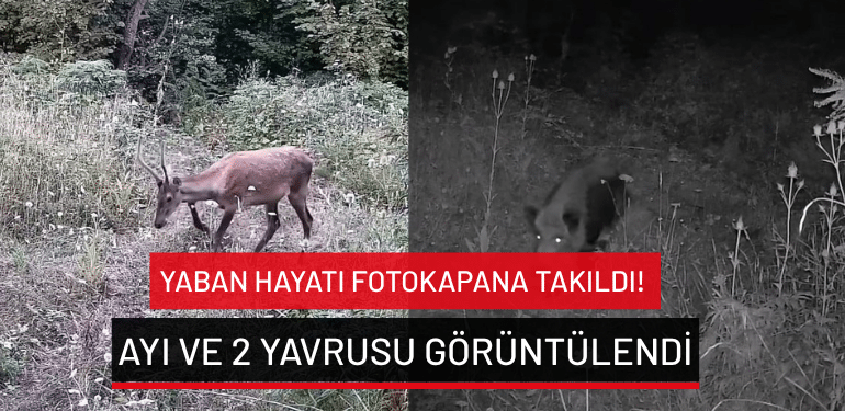 İnegöl’de yaban hayatı fotokapana takıldı! Ayı ve 2 yavrusu görüntülendi