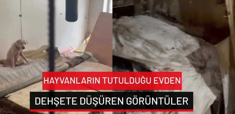 Bursa’da hayvanların tutulduğu evden dehşete düşüren görüntüler
