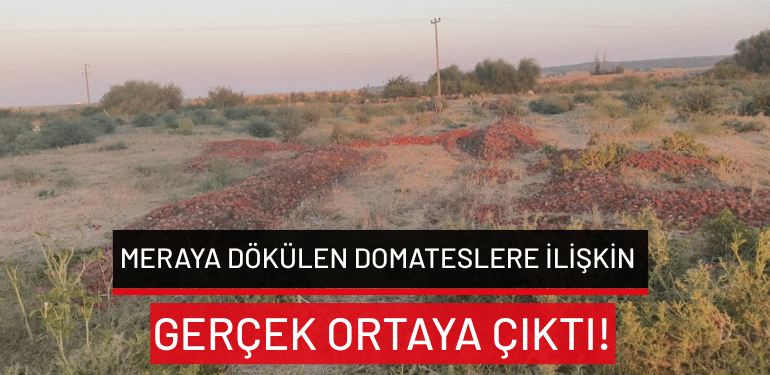 Bursa’da meraya dökülen domateslere ilişkin gerçek ortaya çıktı!