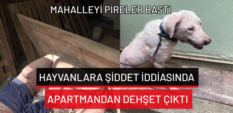 Bursa’da hayvanlara şiddet iddiasında apartmandan dehşet çıktı…Mahalleyi pireler bastı