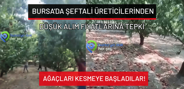 Bursa’da şeftali üreticilerinden düşük alım fiyatlarına tepki: Ağaçları kesmeye başladılar!