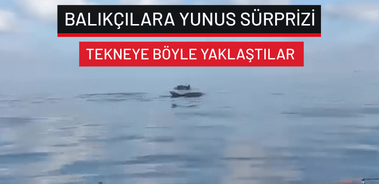 Bursa’da balıkçılara yunus sürprizi: Tekneye böyle yaklaştılar