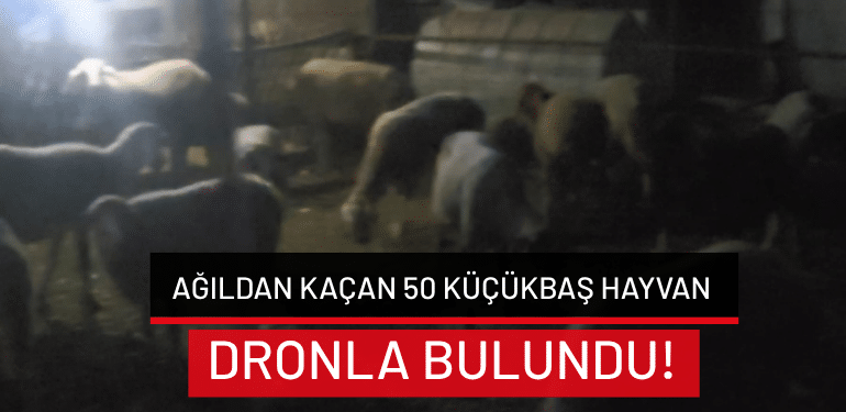 Bursa’da ağıldan kaçan 50 küçükbaş hayvan dronla bulundu!