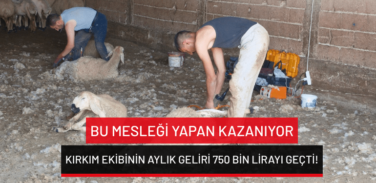 Bu mesleği yapan kazanıyor: Kırkım ekibinin aylık geliri 750 bin lirayı geçti!