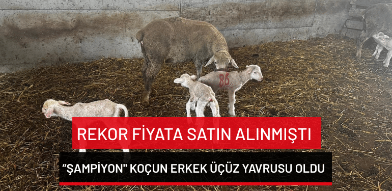 Rekor bedelle satın alınmıştı: “Şampiyon” koçun erkek üçüz yavrusu oldu