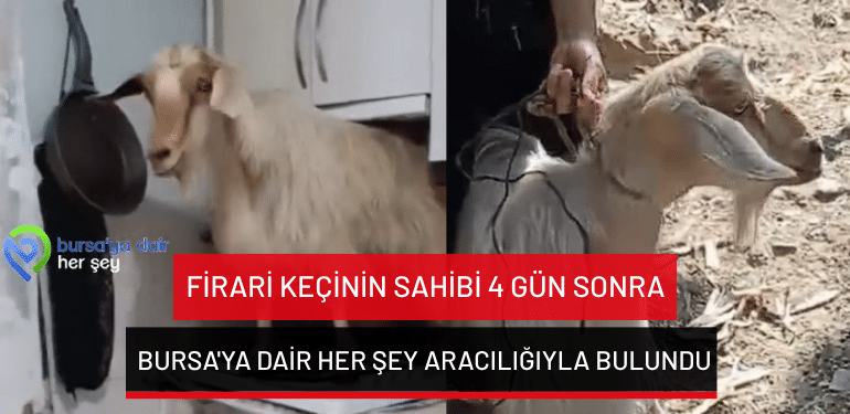 Firari keçinin sahibi 4 gün sonra Bursa’ya Dair Her Şey aracılığıyla bulundu