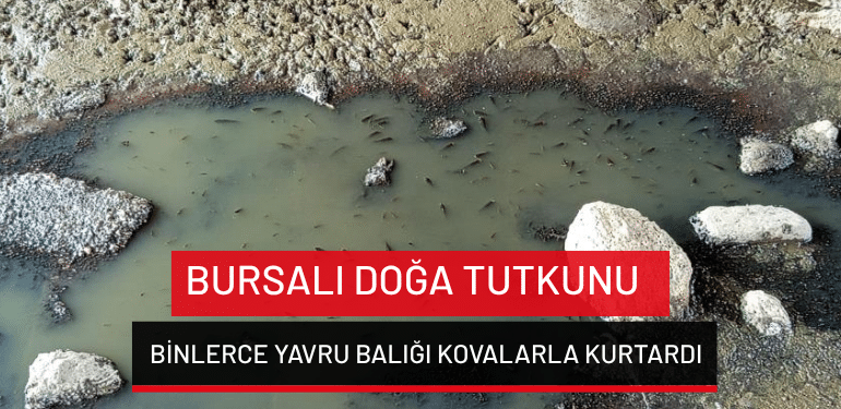 Bursalı doğa tutkunu binlerce yavru balığı kovalarla kurtardı