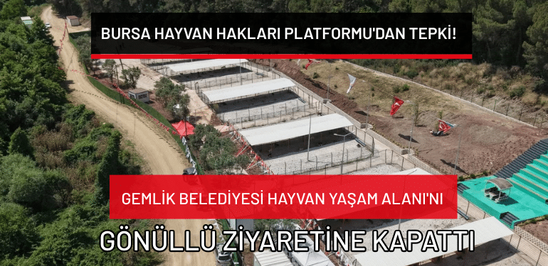 Gemlik Belediyesi Hayvan Yaşam Alanı’nı gönüllü ziyaretine kapattı: Bursa Hayvan Hakları Platformu’dan tepki!