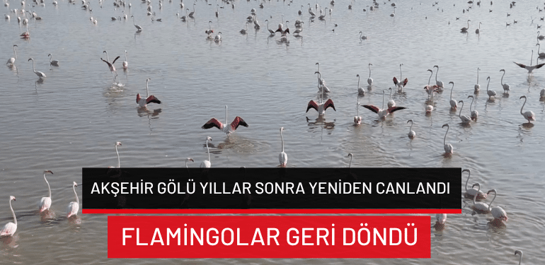 Akşehir Gölü yıllar sonra yeniden canlandı: Flamingolar geri döndü