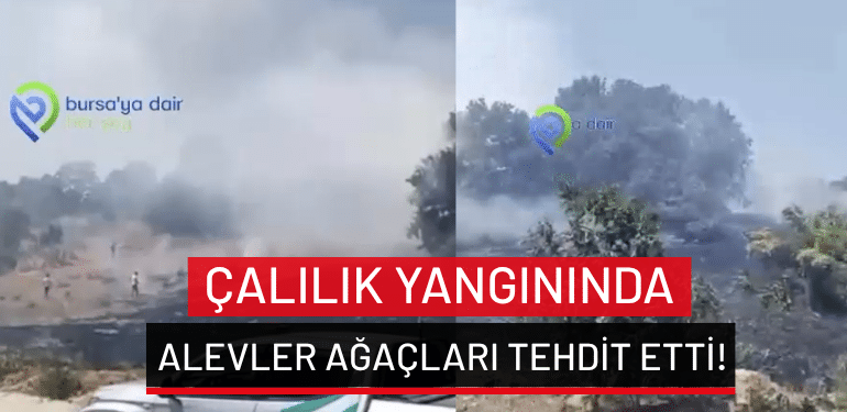 Bursa’da çalılık yangını: Alevler ağaçları tehdit etti!