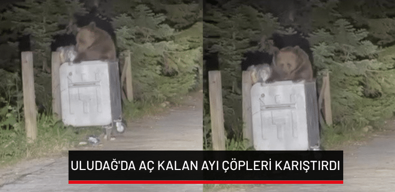 Uludağ’da aç kalan ayı çöpleri karıştırdı