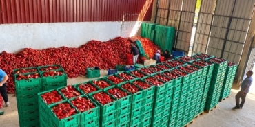 KAPYA BİBER DE BOLLUK FİYATLARI DÜŞÜRDÜ
