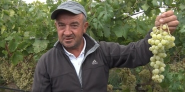 SARI ALTIN MÜŞKÜLE ÜZÜMÜNDE HASAT HEYECANI BAŞLADI GEÇMİŞİ BİZANS'A KADAR UZANAN OSMANLI'NIN SOFRALARINI SÜSLEYEN, ÇEKİRDEĞİYLE ŞİFA DAĞITAN MÜŞKÜLE ÜZÜMÜNDE YÜZLER GÜLÜYOR TARLADA 35 LİRAYA ALICI BULAN SARI ALTIN LAKAPLI MÜŞKÜLE ÜZÜMÜNDEKİ REKOLTE BOLLUĞU ÇİFTÇİNİN YÜZÜNÜ GÜLDÜRDÜ
