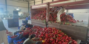 YÜKSEK AROMASIYLA ÖNE ÇIKAN KARACABEY BİBERİ SALÇA YAPIMINDA REVAÇTA