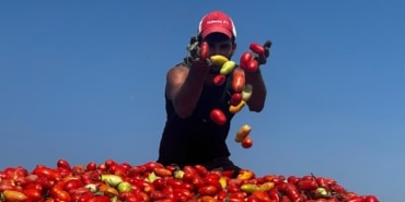 ZİRAİ İLAÇLI ÇELTİK SUYU DOMATESTE 7 TONA VARAN VERİM KAYBINA YOL AÇTI