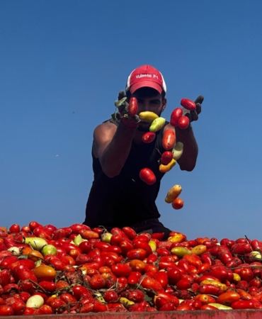ZİRAİ İLAÇLI ÇELTİK SUYU DOMATESTE 7 TONA VARAN VERİM KAYBINA YOL AÇTI