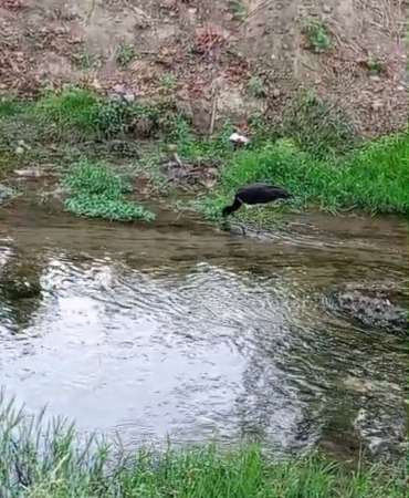NADİR GÖRÜLEN KARA LEYLEK, BESLENİRKEN GÖRÜNTÜLENDİ