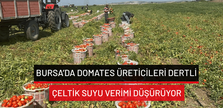 Bursa’da domates üreticileri dertli… Çeltik suyu verimi düşürüyor