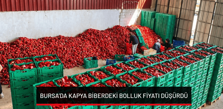 Bursa’da kapya biberdeki bolluk fiyatı düşürdü