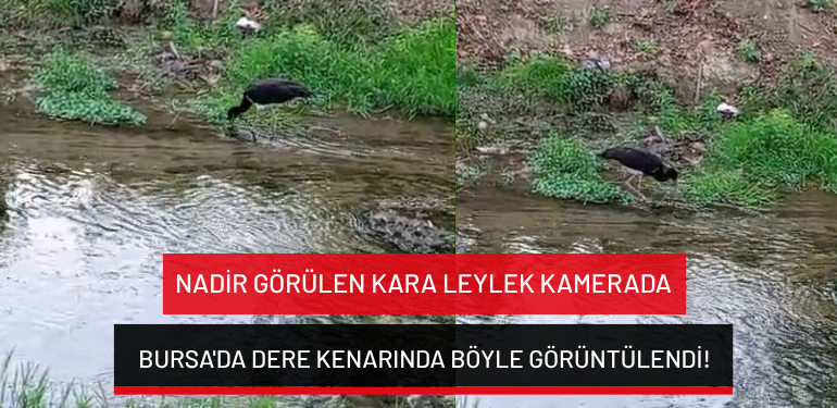Nadir görülen kara leylek kamerada: Bursa’da dere kenarında böyle görüntülendi!