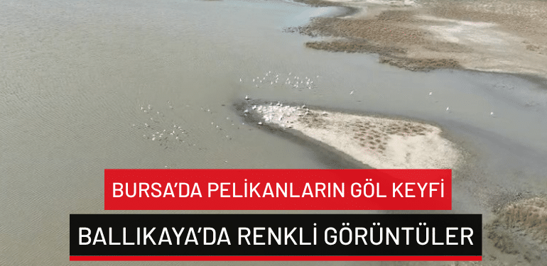 Bursa’da pelikanların göl keyfi: Ballıkaya’da renkli görüntüler