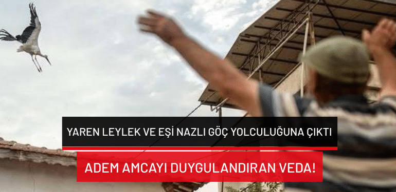 Yaren leylek ve eşi Nazlı göç yolculuğuna çıktı: Adem amcayı duygulandıran veda!