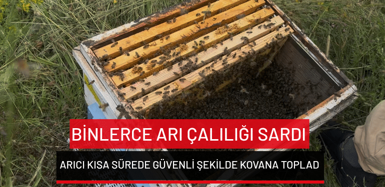 Binlerce arı çalılığı sardı: Arıcı kısa sürede güvenli şekilde kovana topladı