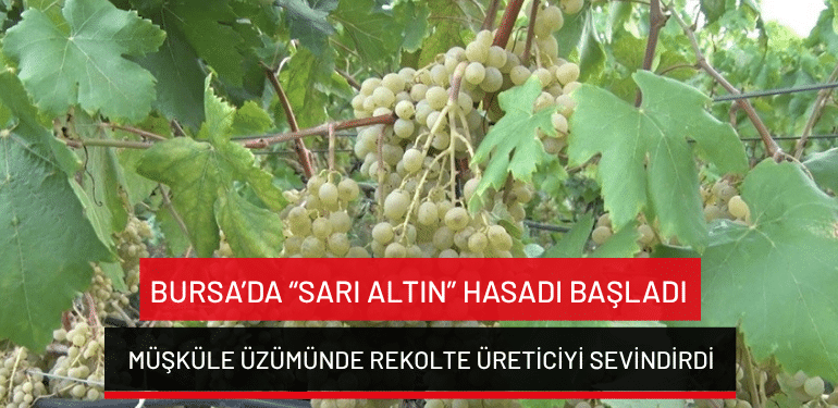 Bursa’da “sarı altın” hasadı başladı: Müşküle üzümünde rekolte üreticiyi sevindirdi