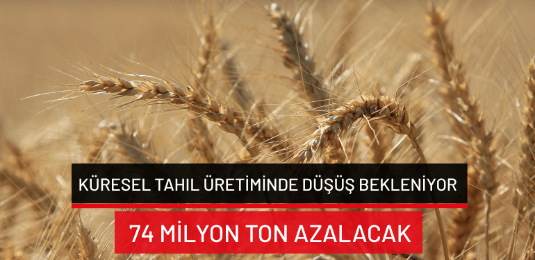 Küresel tahıl üretiminde düşüş bekleniyor: 74 milyon ton azalacak