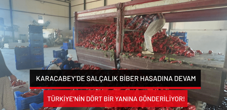 Bursa Karacabey’de salçalık biber hasadına devam: Türkiye’nin dört bir yanına gönderiliyor!