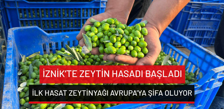 İznik’te zeytin hasadı başladı: İlk hasat zeytinyağı Avrupa’ya şifa oluyor